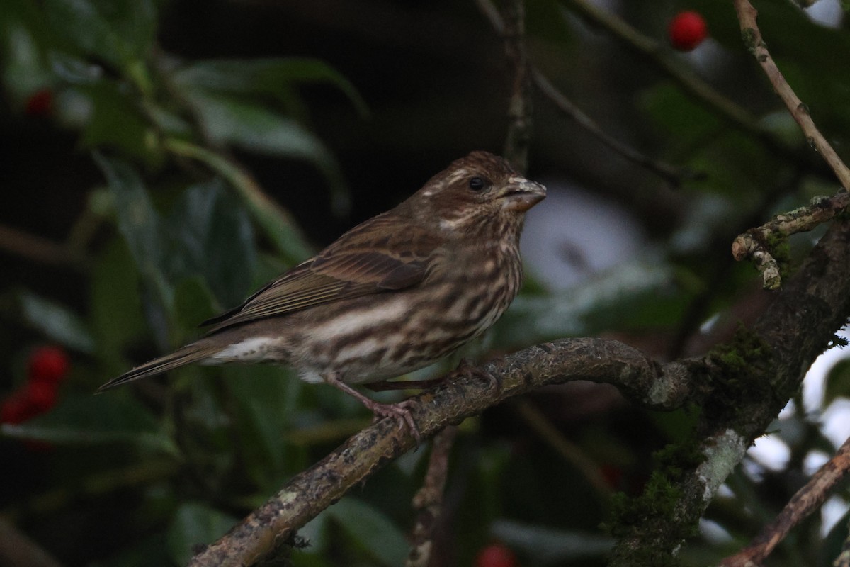 Purple Finch - ML628066598