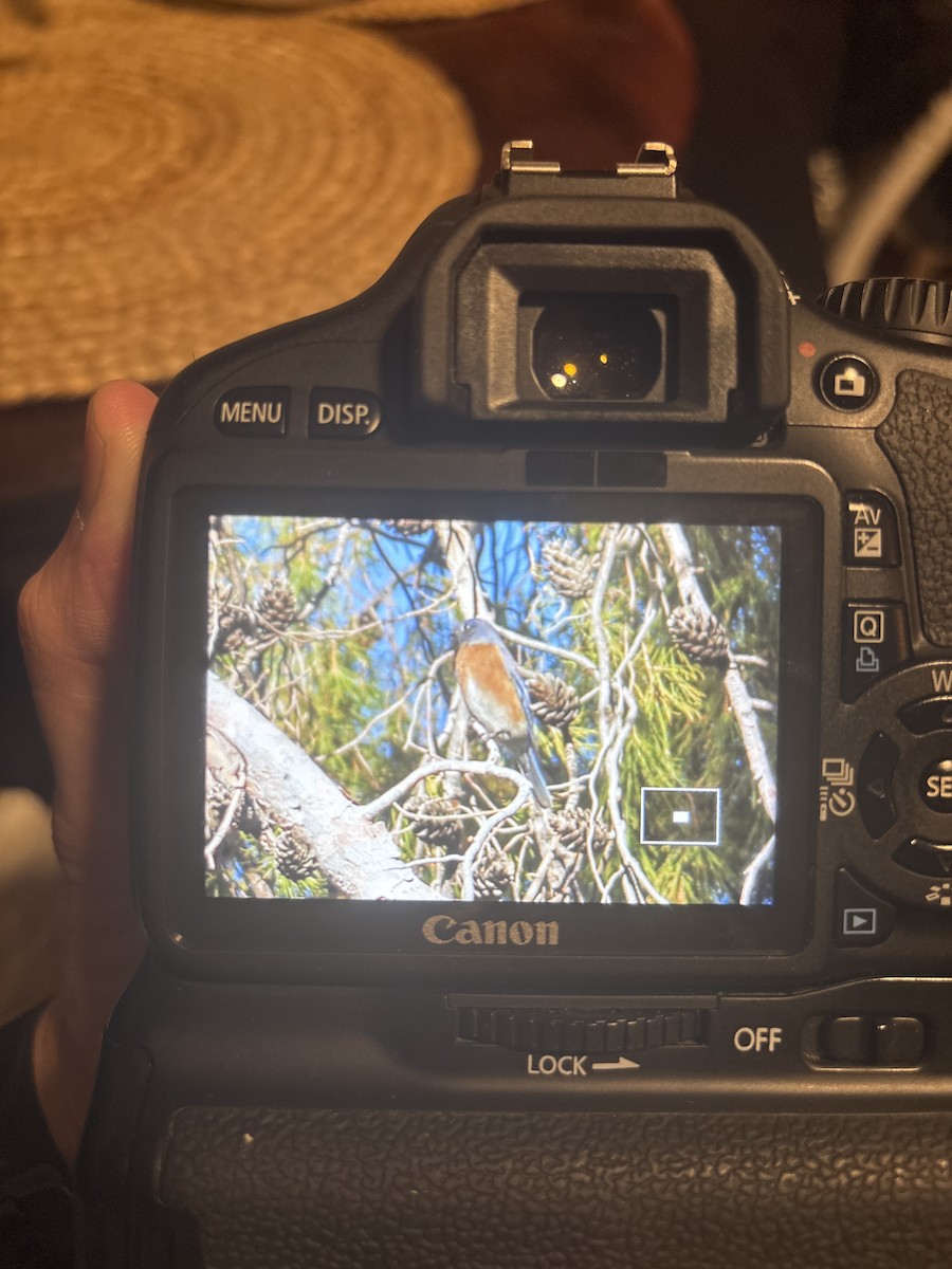 Western Bluebird - ML628066668