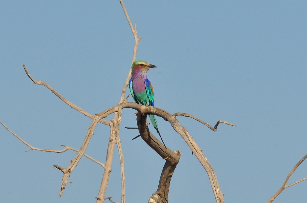 Lilac-breasted Roller - ML628066750