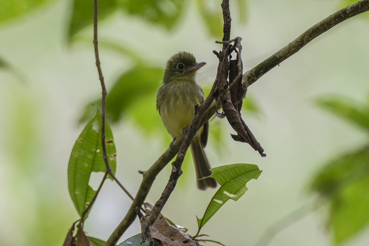 Western Olivaceous Flatbill - ML628066782