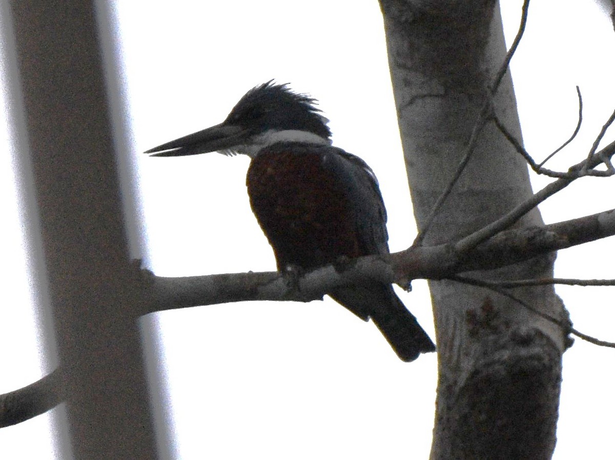 Green-and-rufous Kingfisher - ML628066785