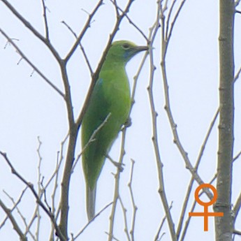 Sumatran Leafbird - ML628066872