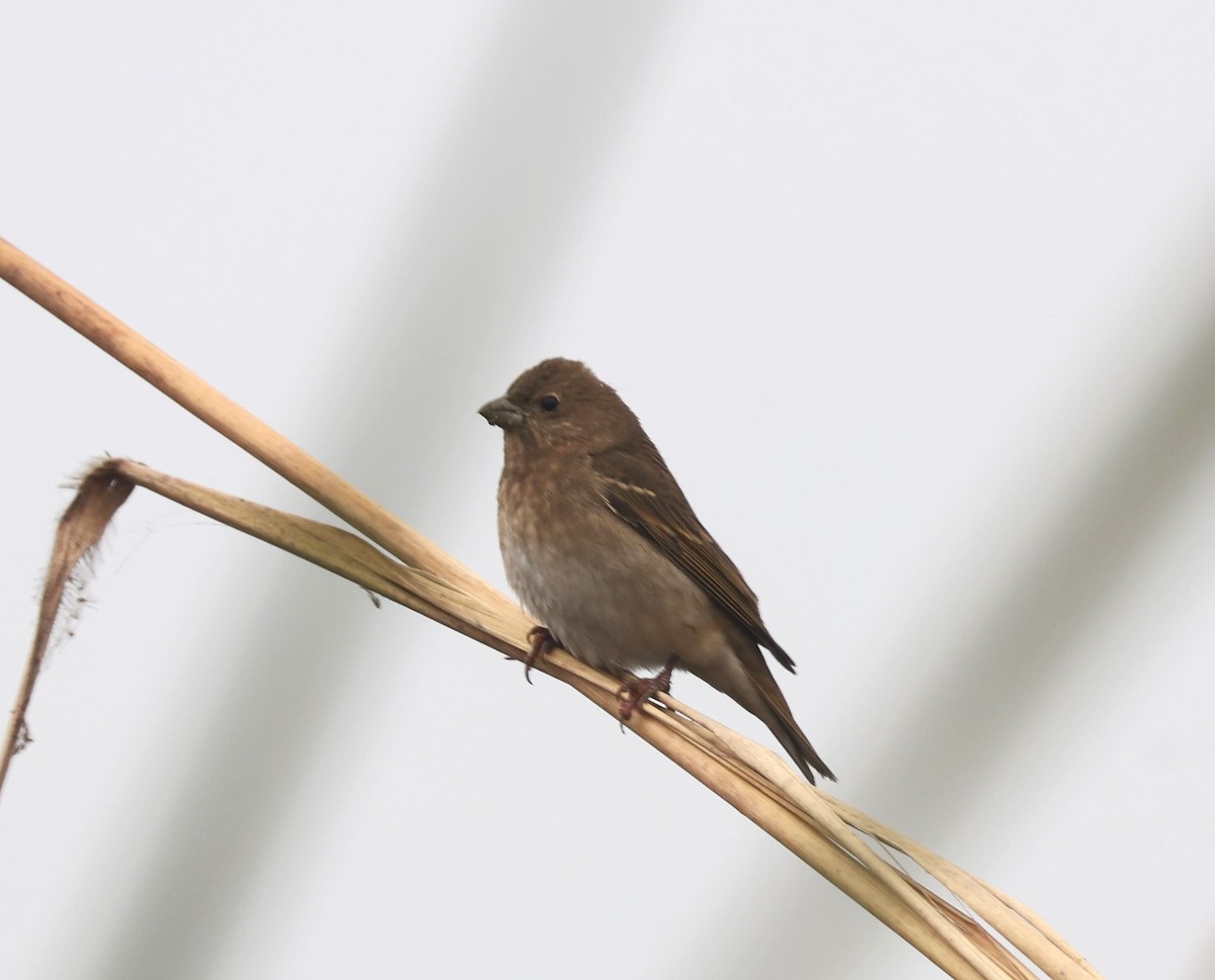 Common Rosefinch - ML628066873