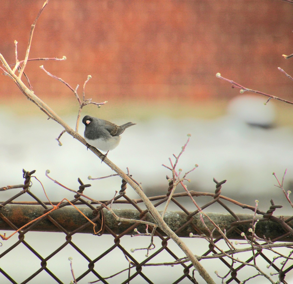 Winterammer (hyemalis/carolinensis) - ML628066896