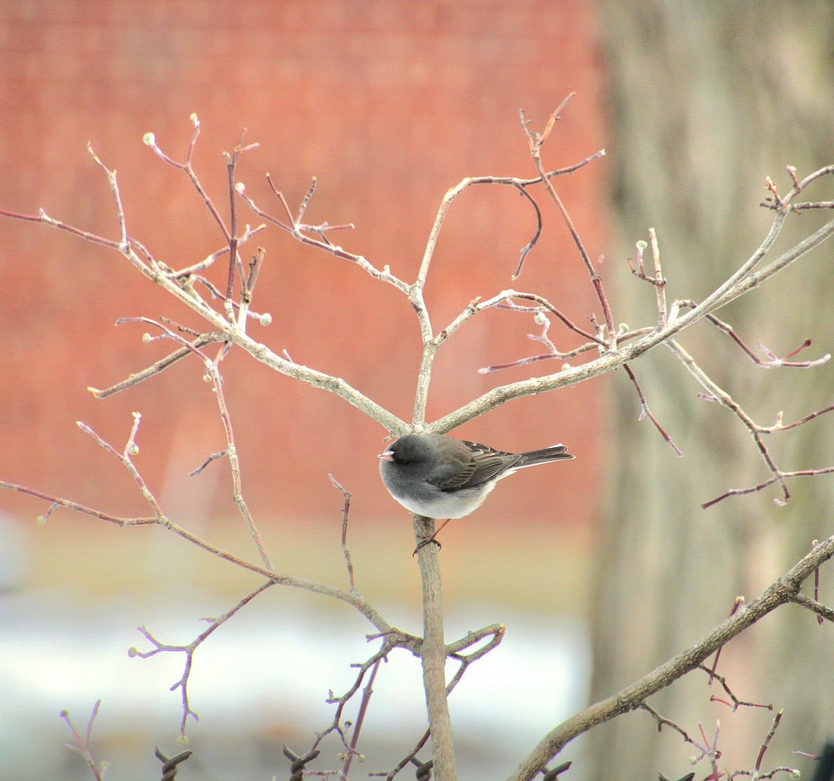 Winterammer (hyemalis/carolinensis) - ML628066899