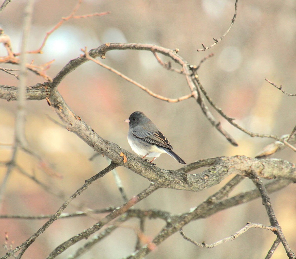 Winterammer (hyemalis/carolinensis) - ML628066900