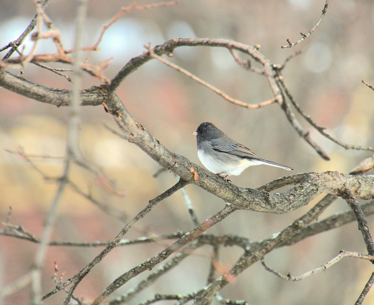 Winterammer (hyemalis/carolinensis) - ML628066901