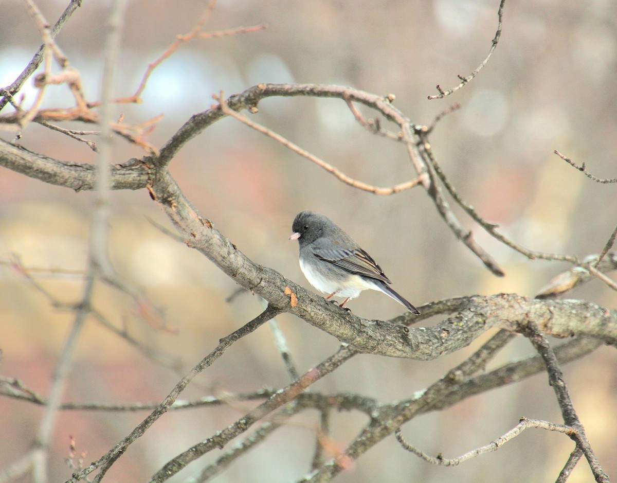 Winterammer (hyemalis/carolinensis) - ML628066902