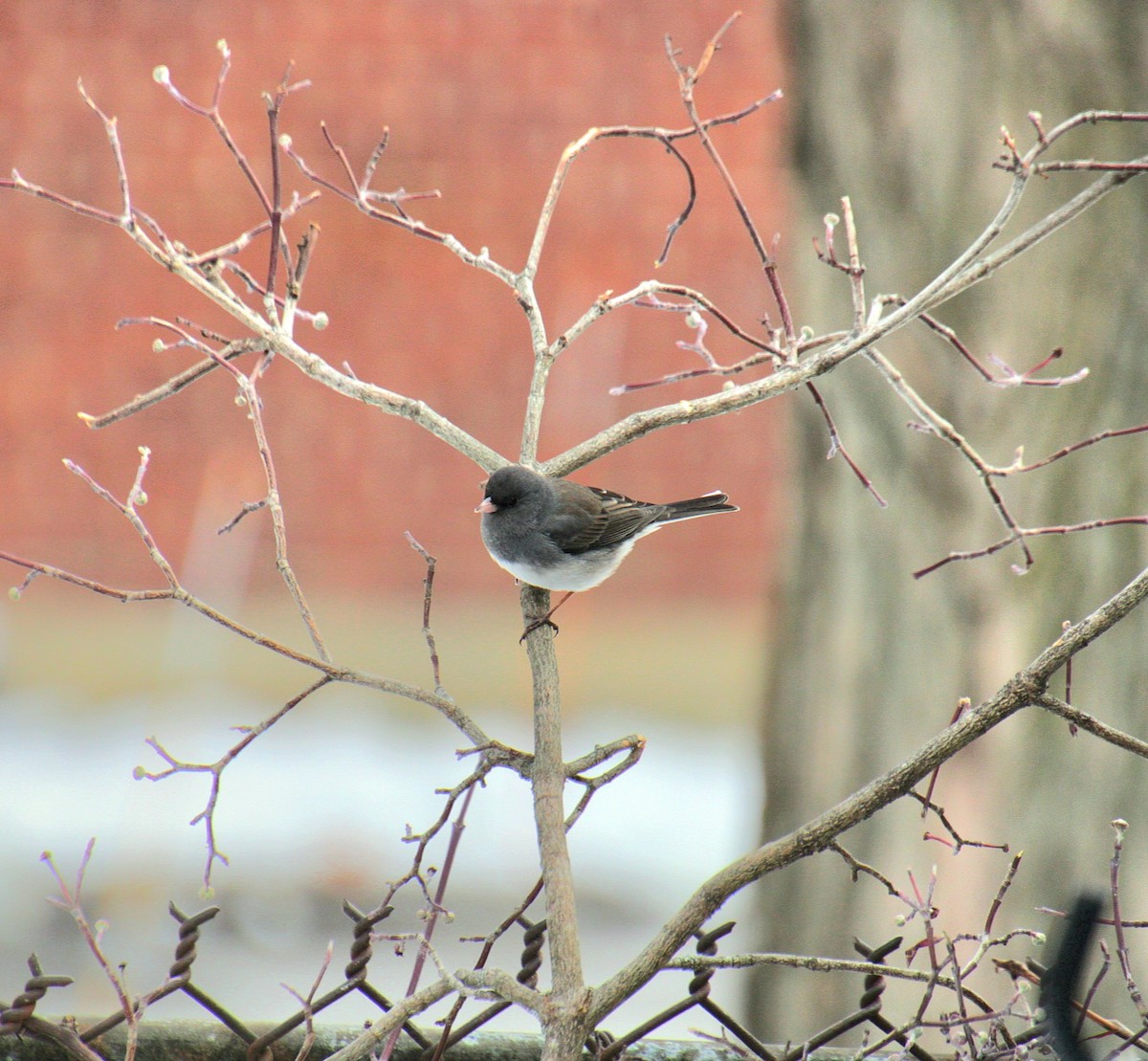 Winterammer (hyemalis/carolinensis) - ML628066904