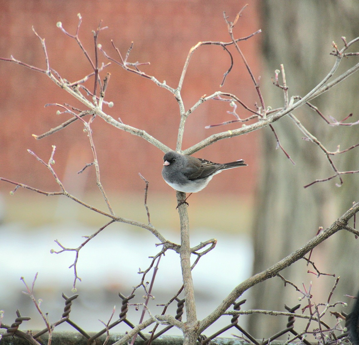 Winterammer (hyemalis/carolinensis) - ML628066905