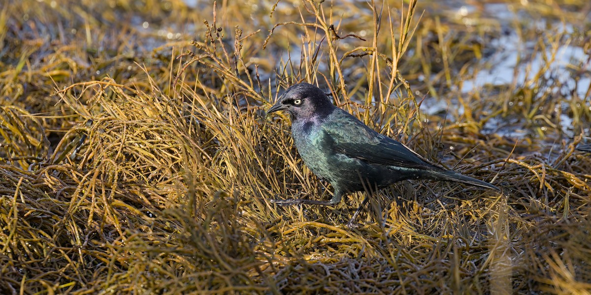 Brewer's Blackbird - ML628066921