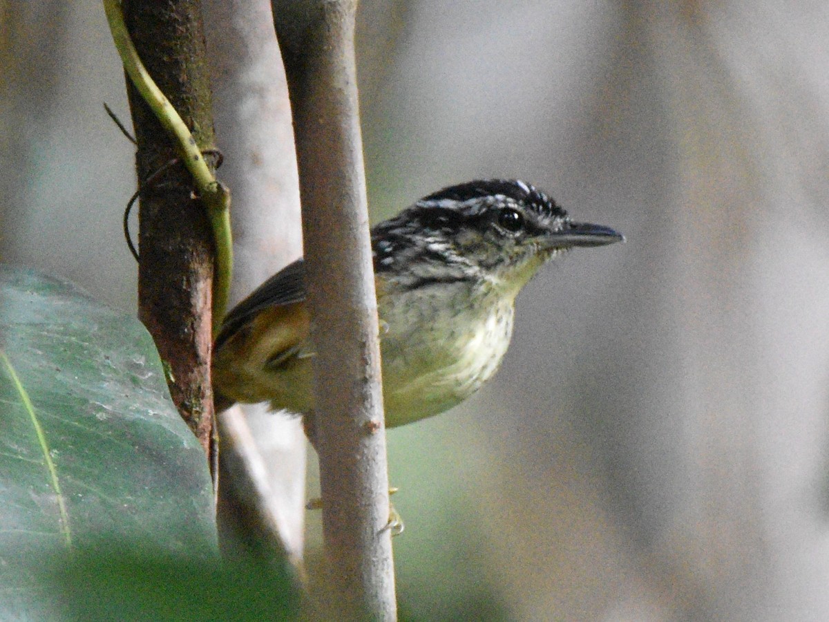 Imeri Warbling-Antbird - ML628066925