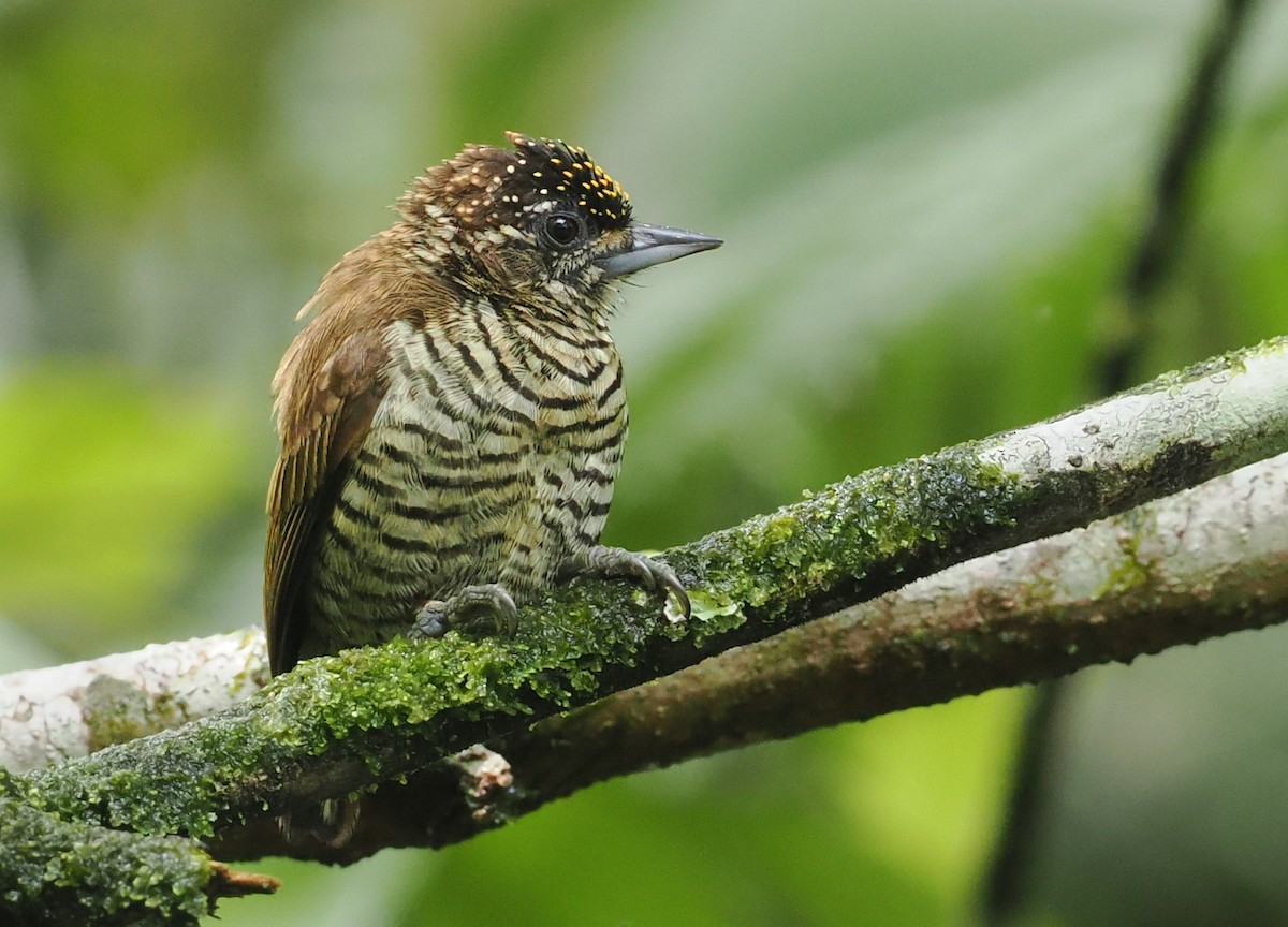 Orinoco Piculet - ML628066934