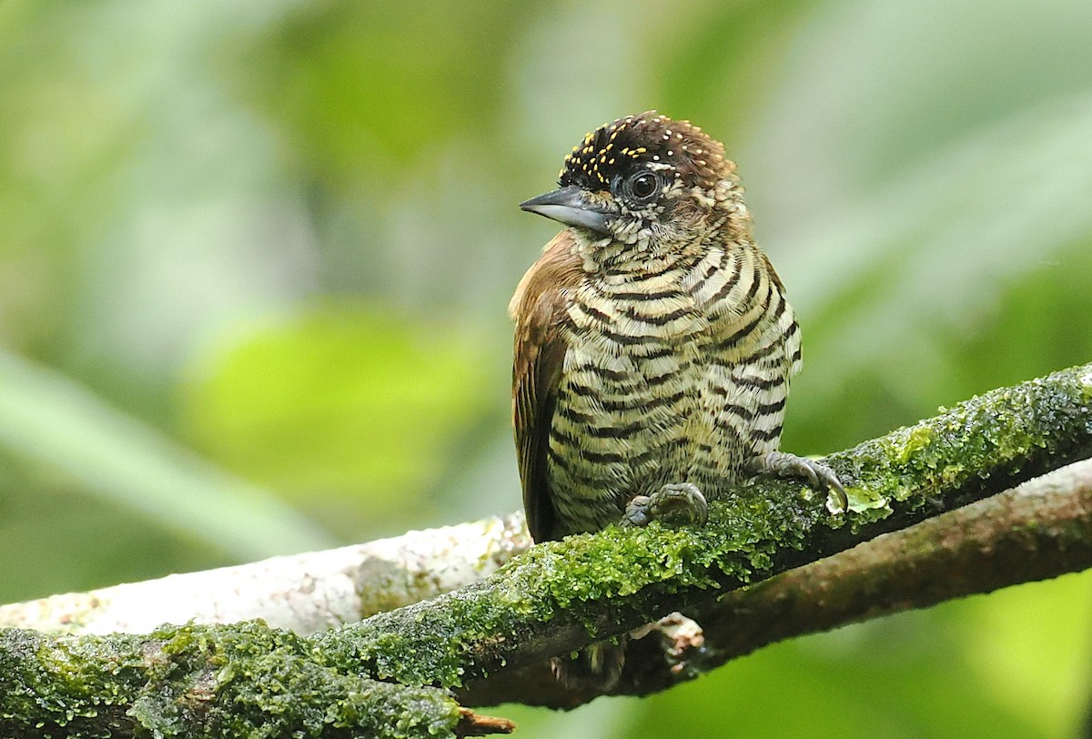 Orinoco Piculet - ML628066999