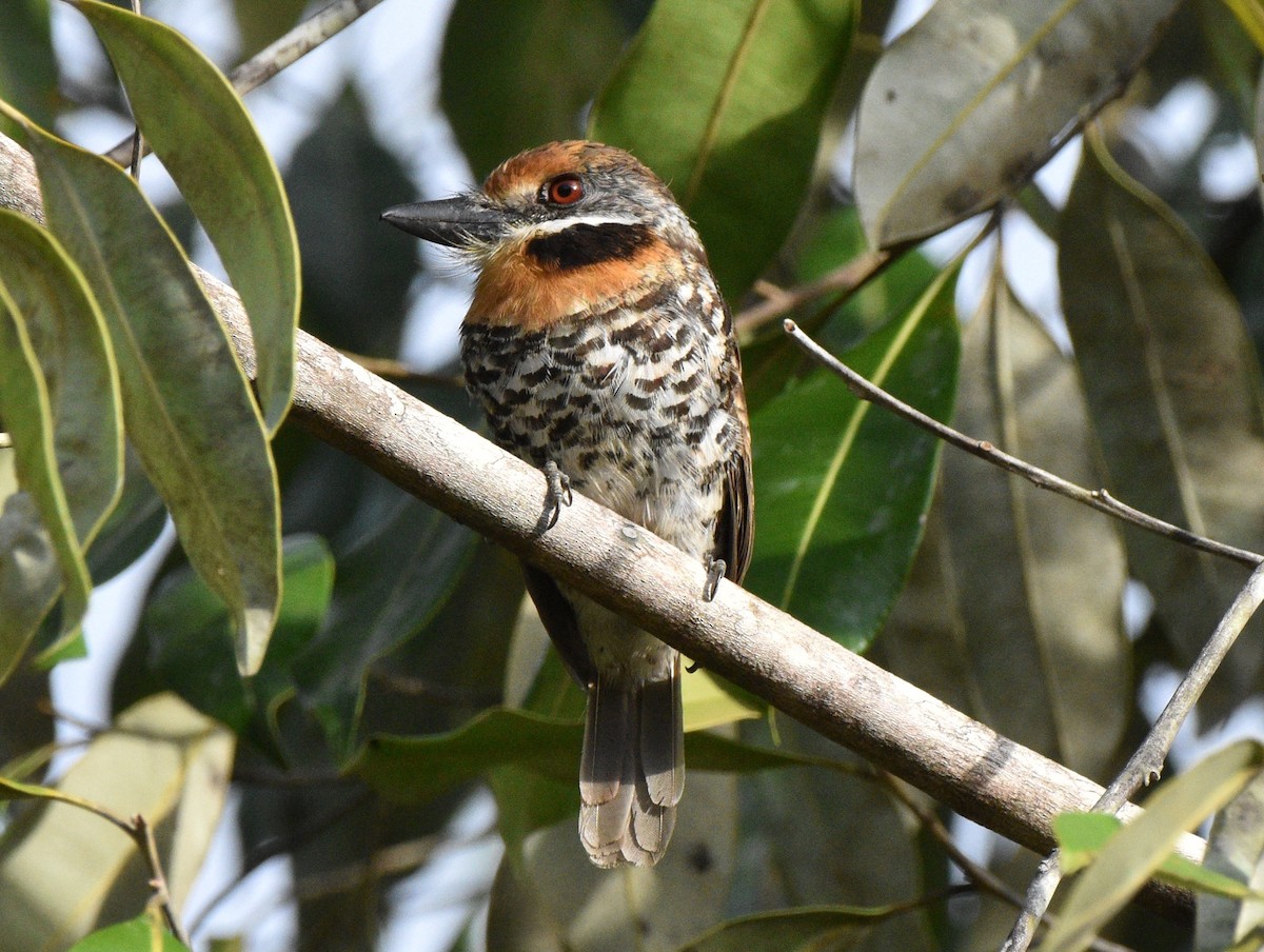 Spotted Puffbird - ML628067003