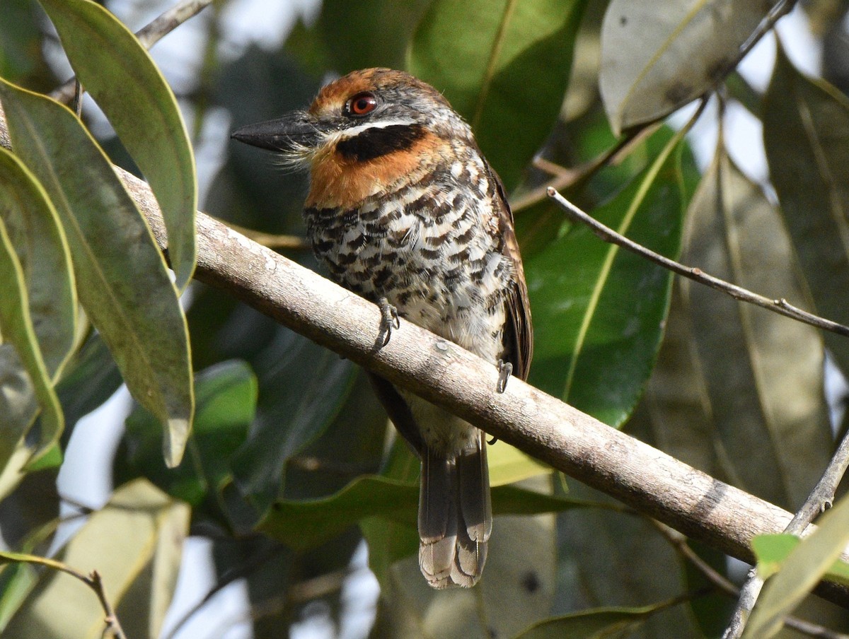 Spotted Puffbird - ML628067004