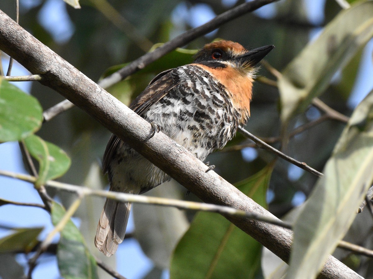 Spotted Puffbird - ML628067005