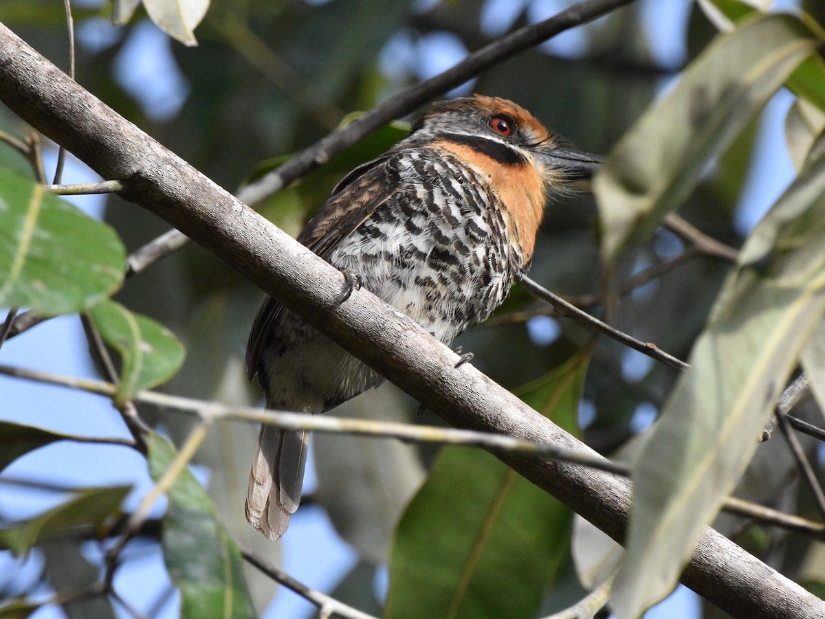 Spotted Puffbird - ML628067006