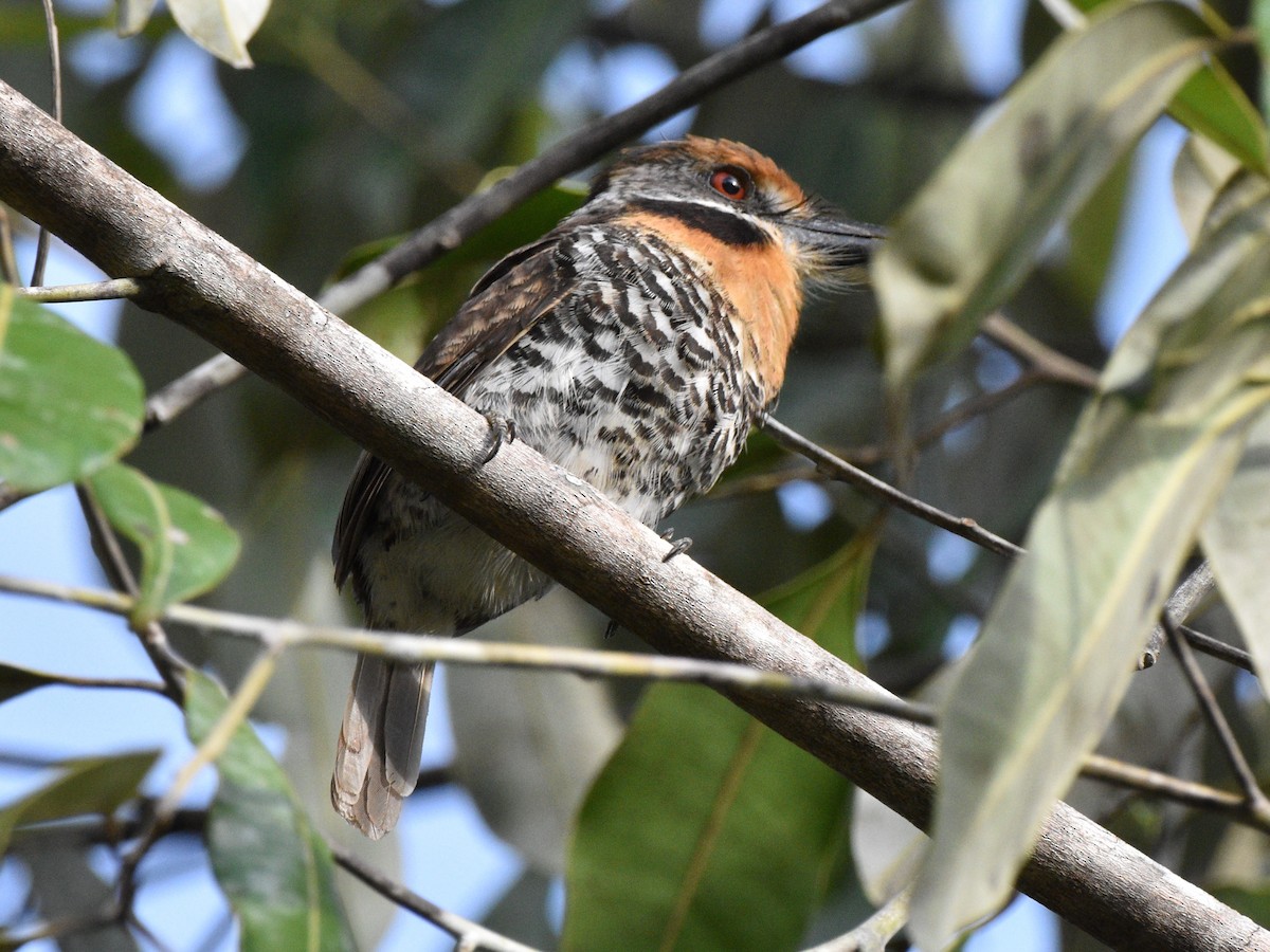 Spotted Puffbird - ML628067007