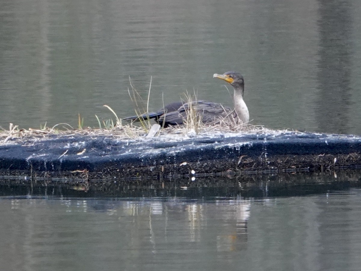 Double-crested Cormorant - ML628067081