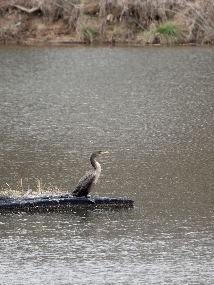 Double-crested Cormorant - ML628067082