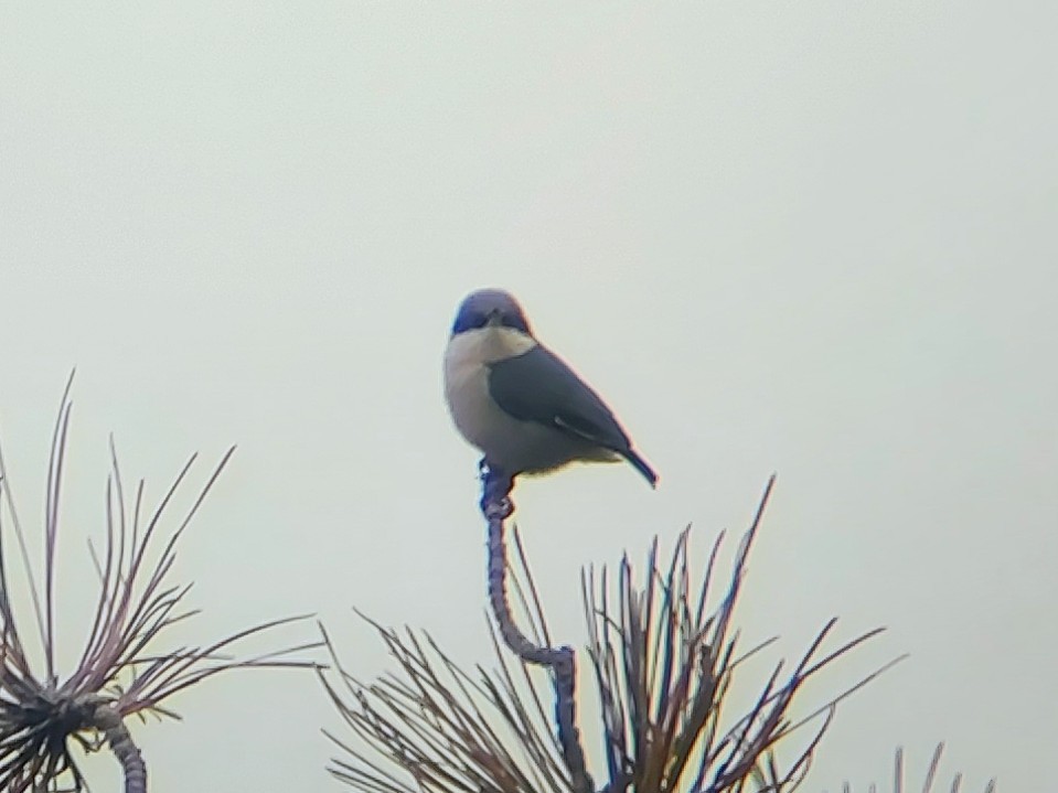 Pygmy Nuthatch - ML628067085