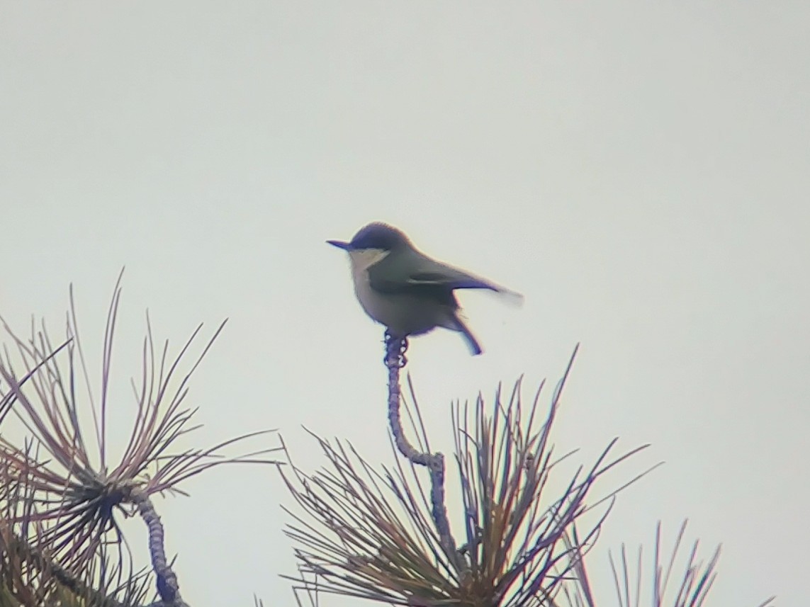 Pygmy Nuthatch - ML628067086