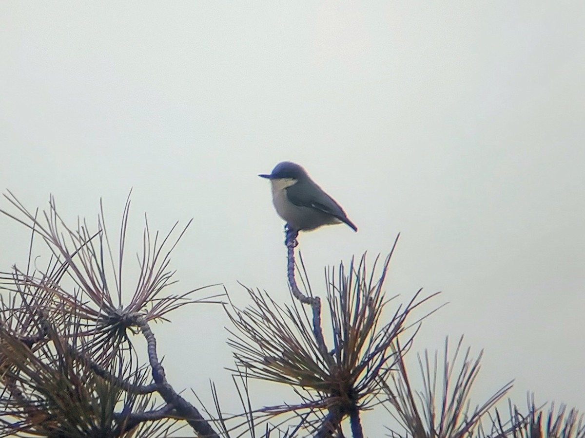 Pygmy Nuthatch - ML628067087