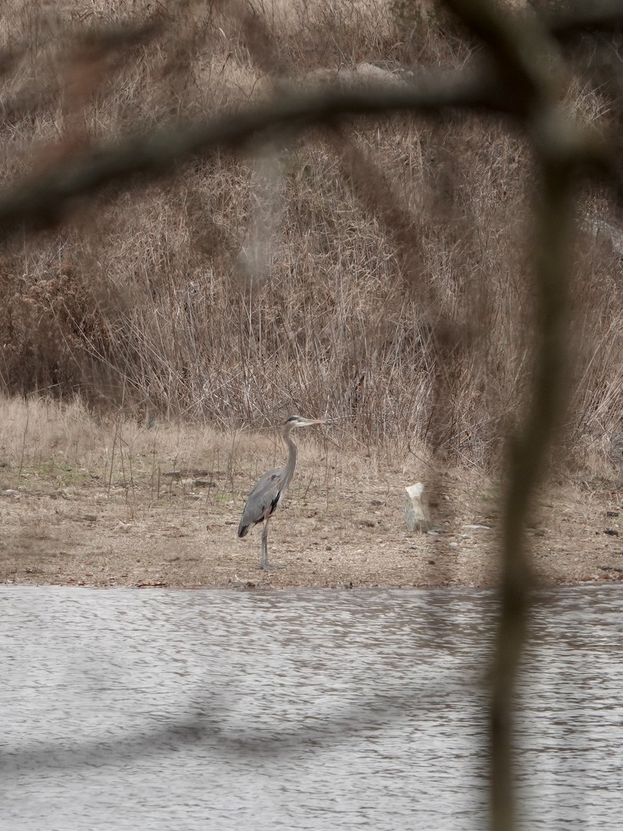 Great Blue Heron - ML628067088