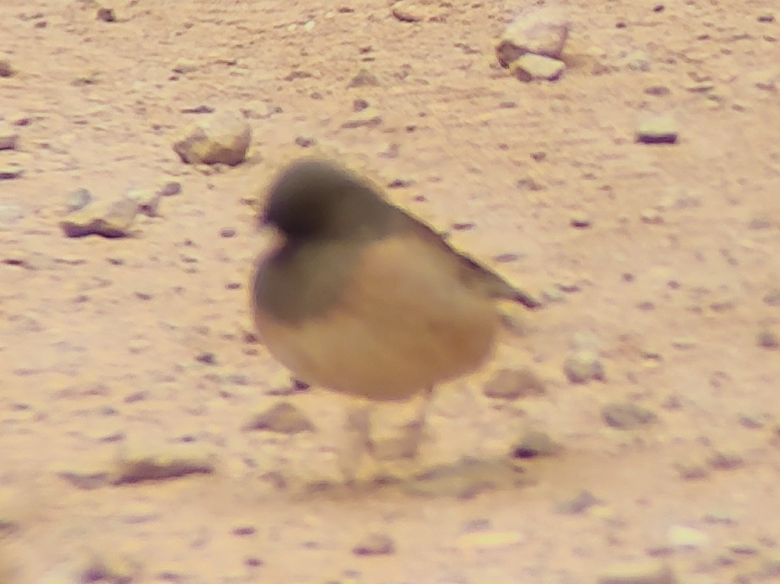 Dark-eyed Junco (Oregon) - ML628067097