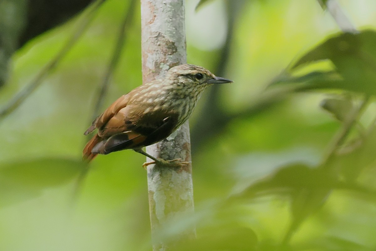 Rufous-tailed Xenops - ML628067122