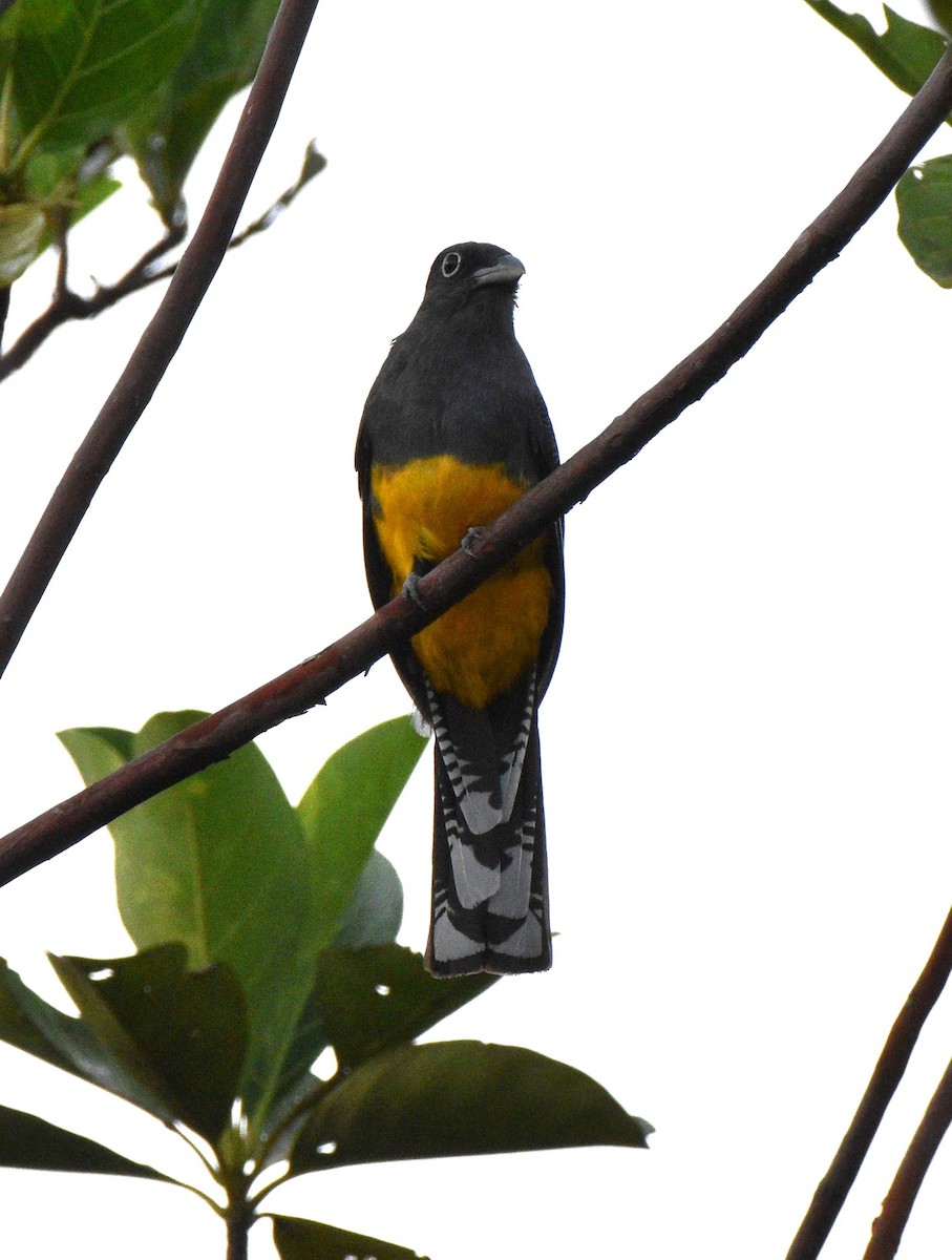 Green-backed Trogon - ML628067146