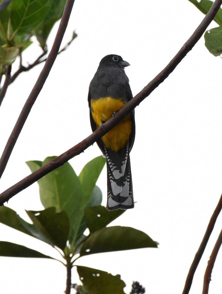 Green-backed Trogon - ML628067147