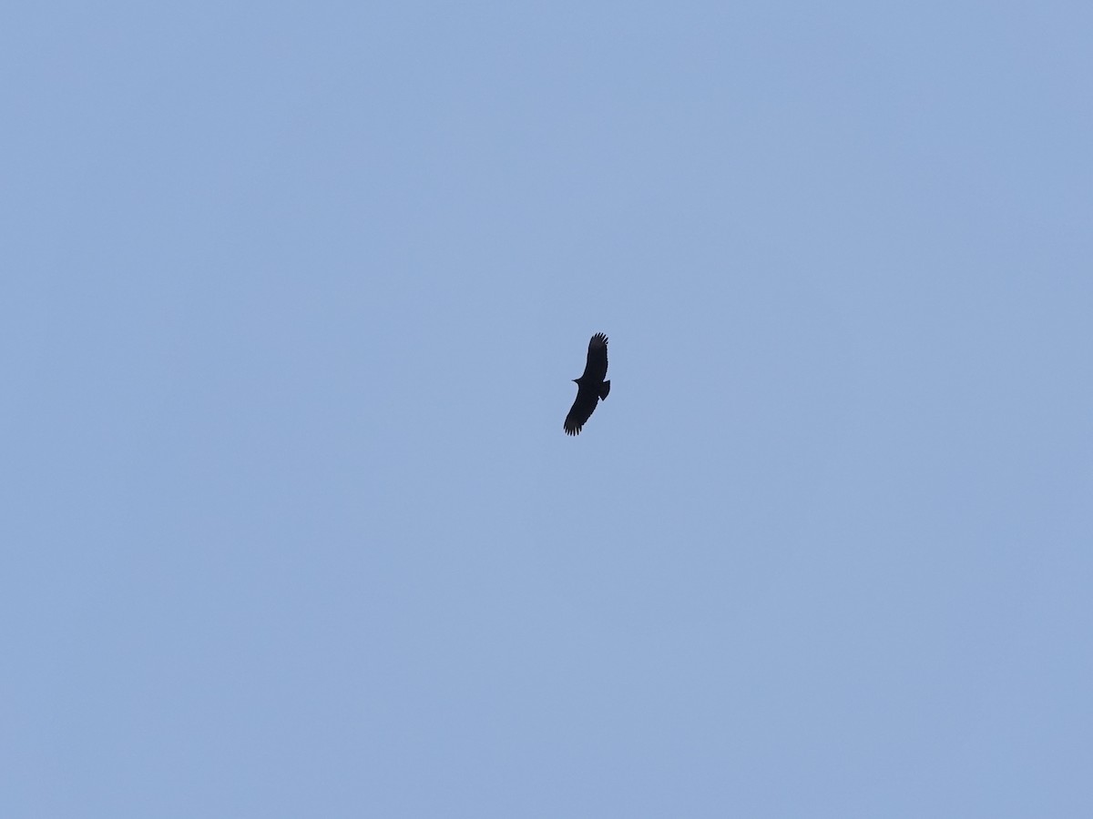 Black Vulture - ML628067154