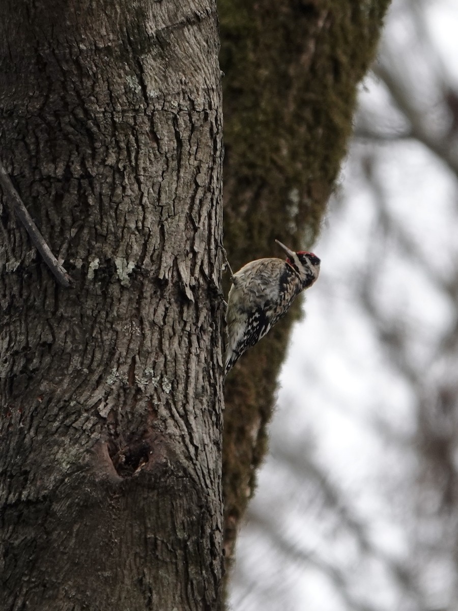 Yellow-bellied Sapsucker - ML628067162