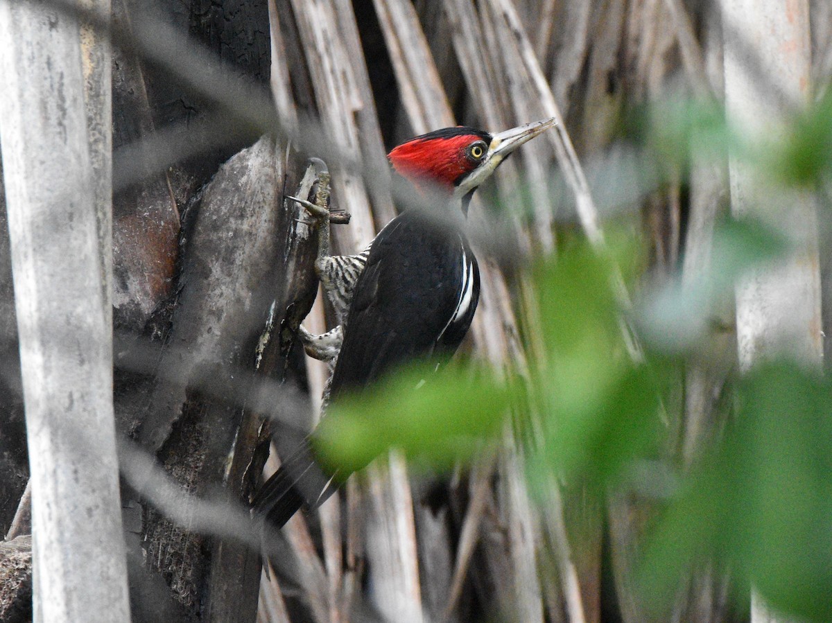 Lineated Woodpecker - ML628067179