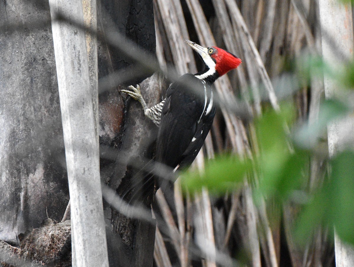 Lineated Woodpecker - ML628067180