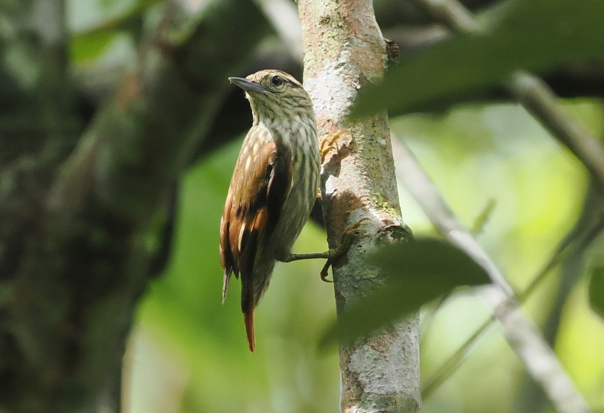 Rufous-tailed Xenops - ML628067184