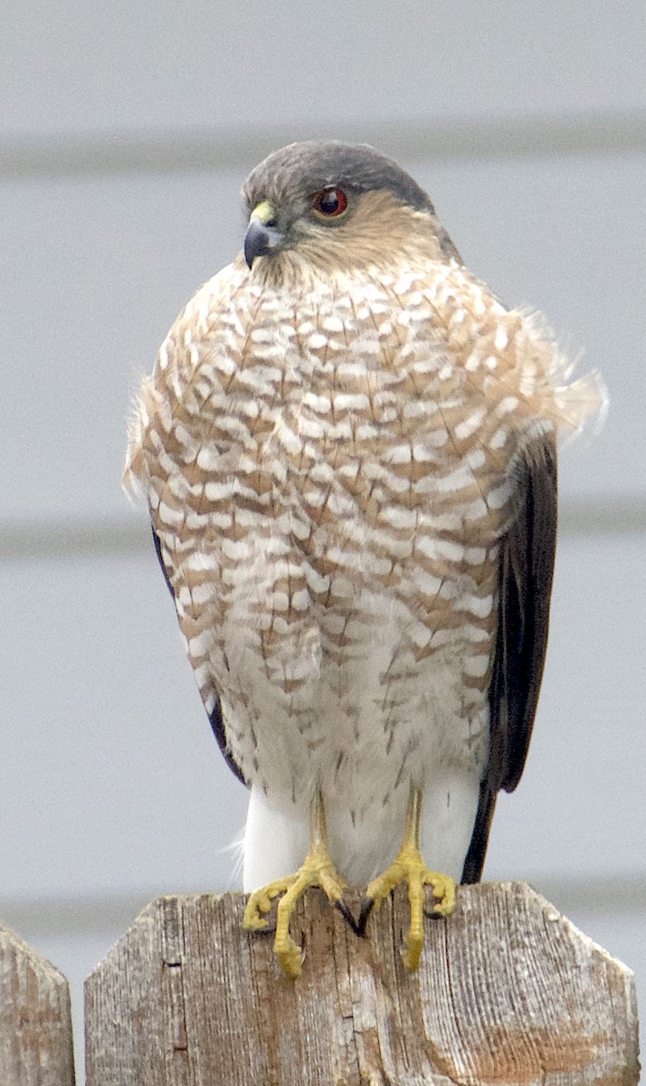 Sharp-shinned Hawk - ML628067200