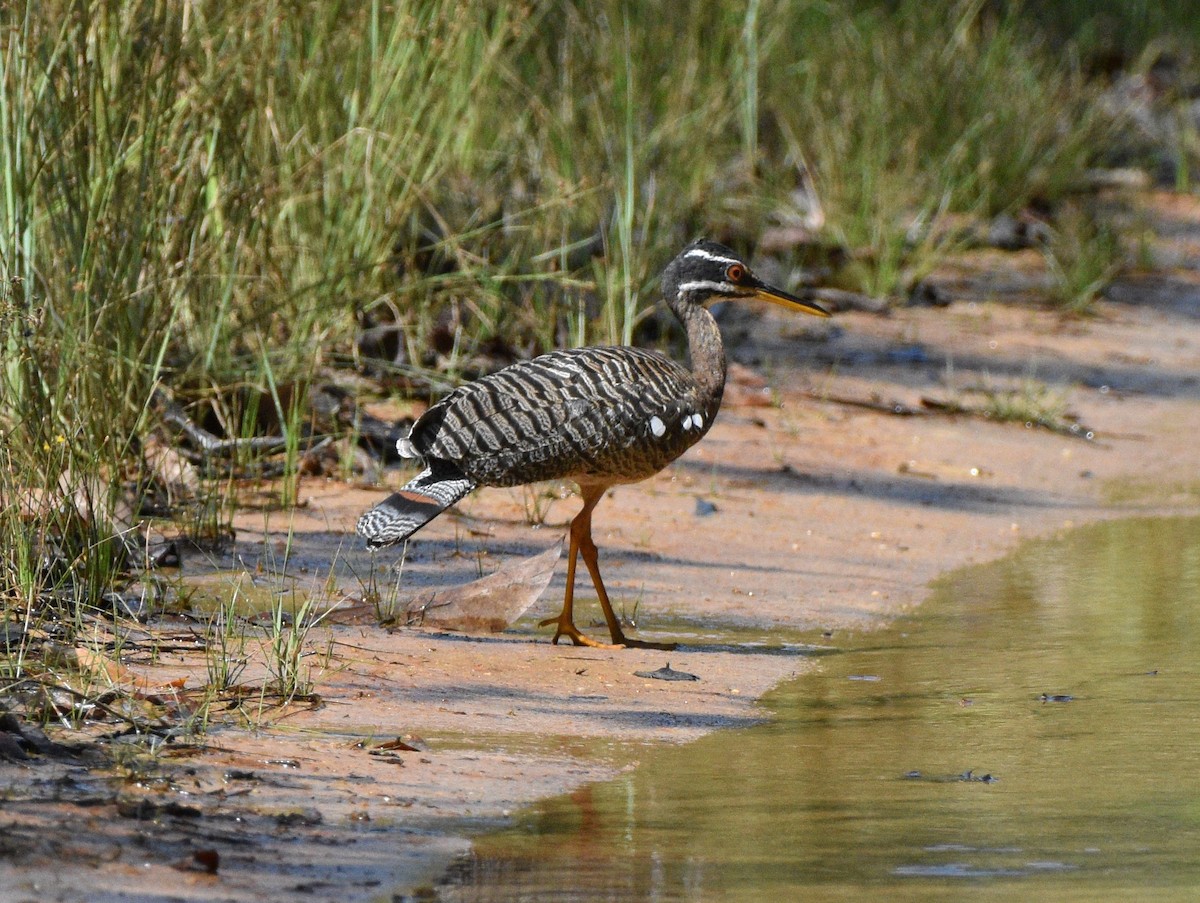 Sunbittern - ML628067206