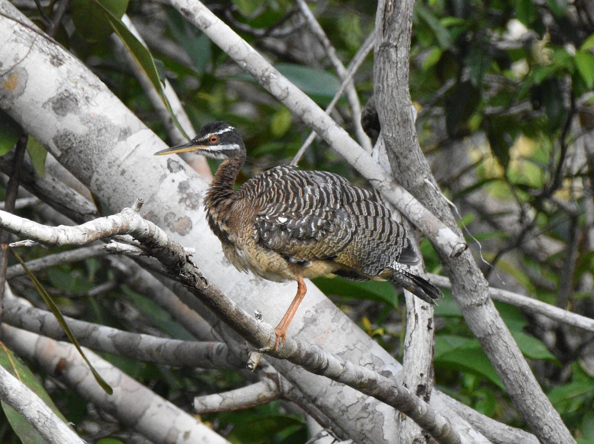 Sunbittern - ML628067207