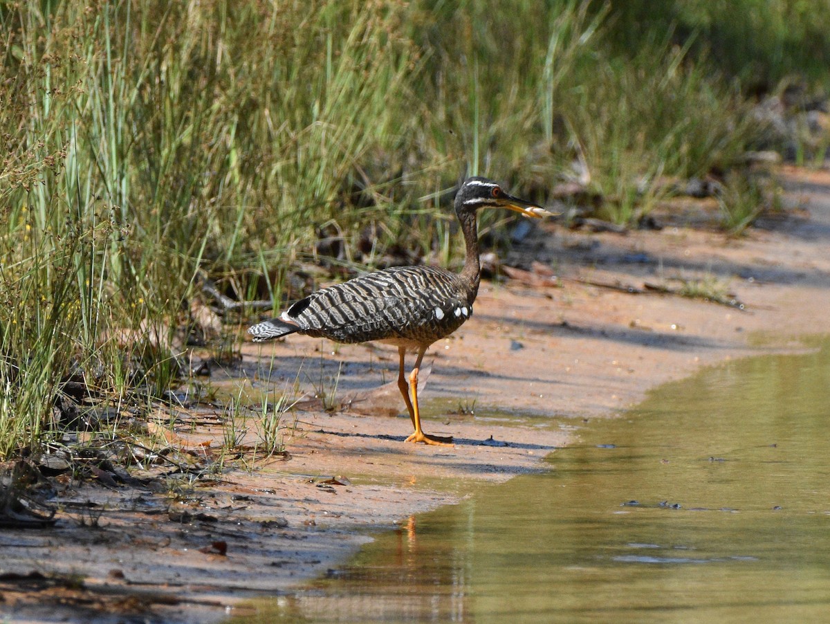 Sunbittern - ML628067208