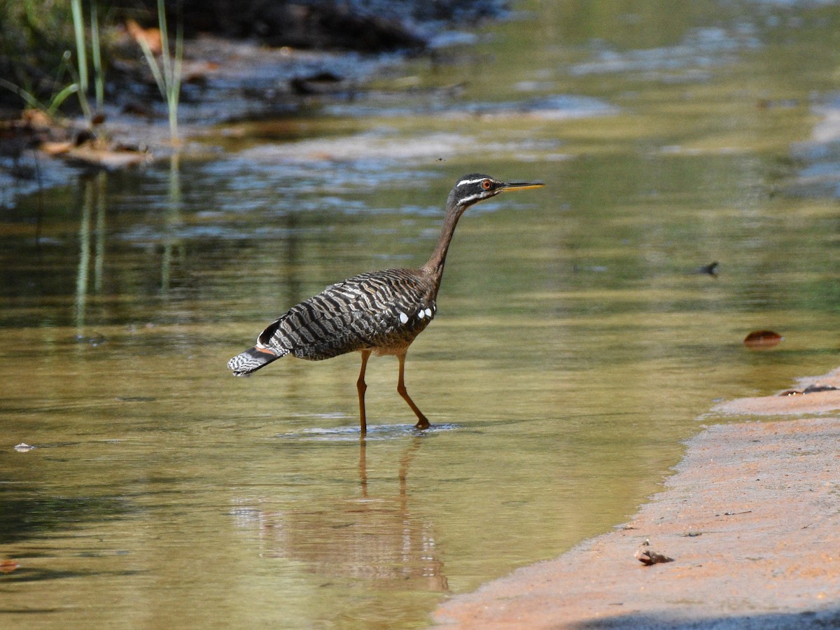 Sunbittern - ML628067209