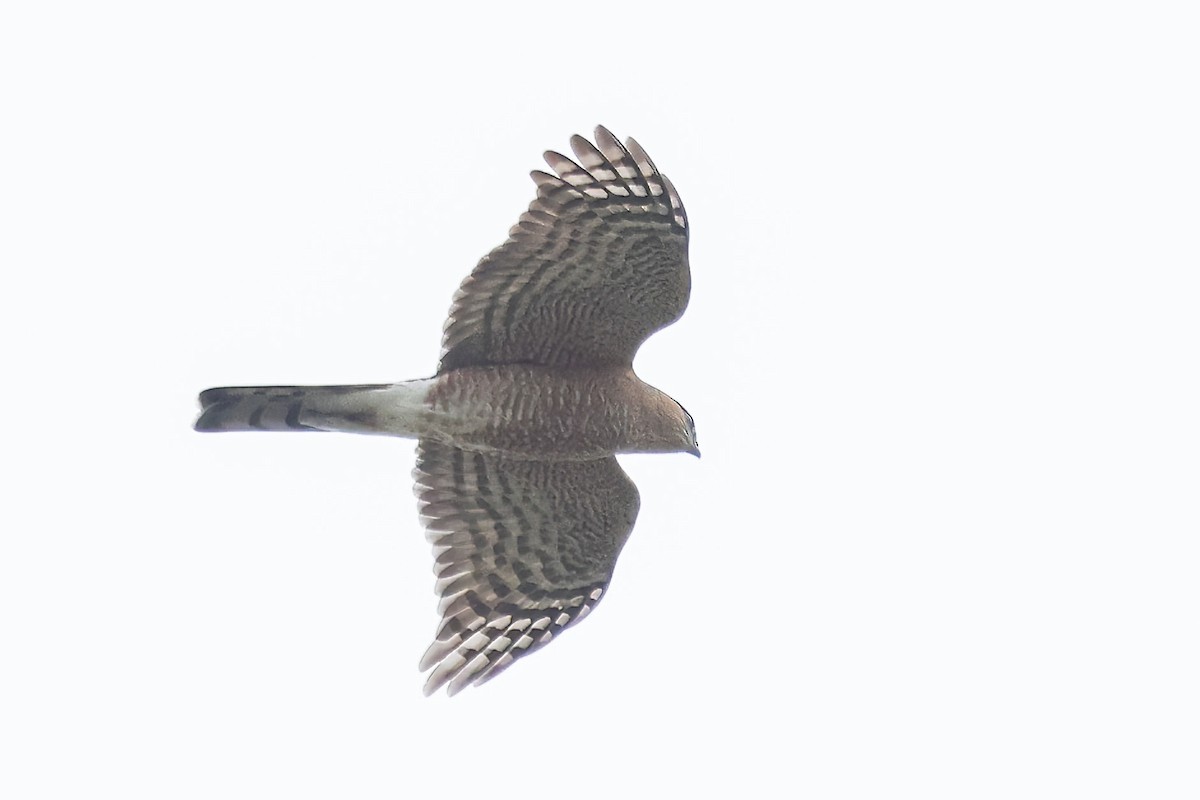 Sharp-shinned Hawk - ML628067210