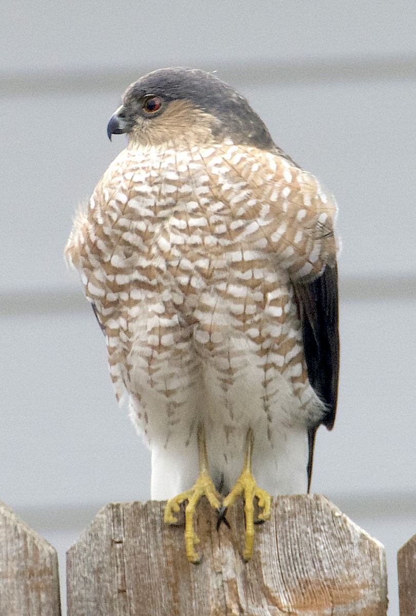 Sharp-shinned Hawk - ML628067213