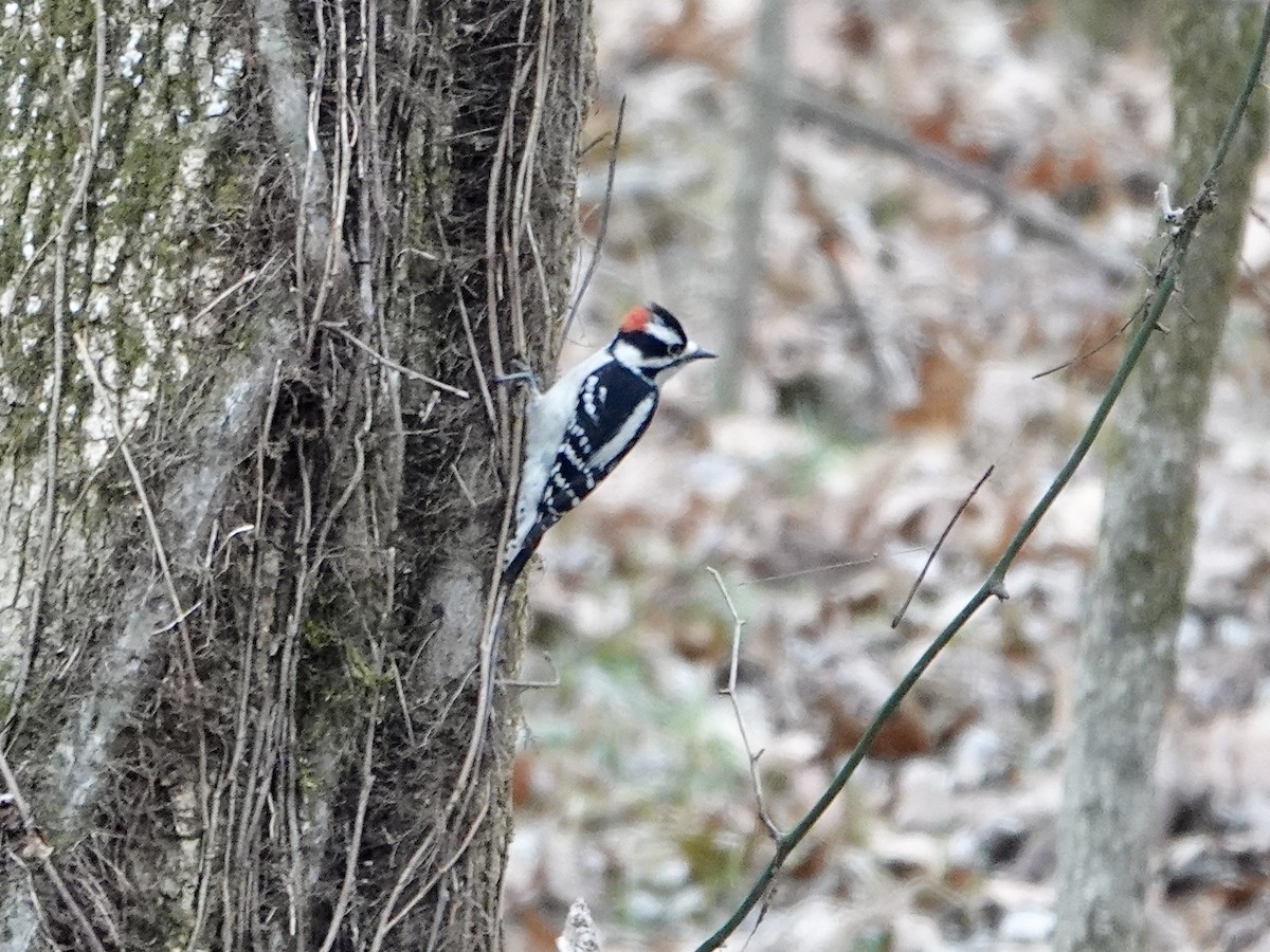 Downy Woodpecker - ML628067217