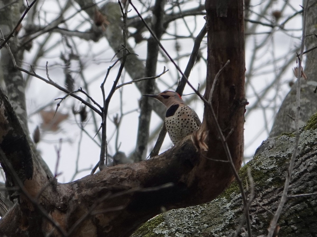 Northern Flicker - ML628067224