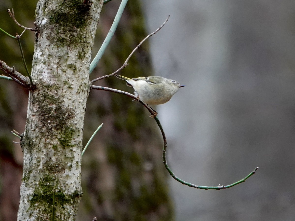 Ruby-crowned Kinglet - ML628067230