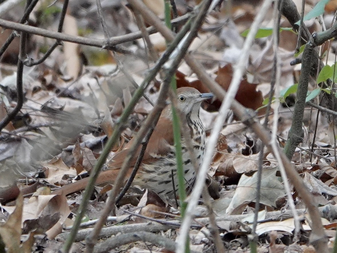 Brown Thrasher - ML628067232