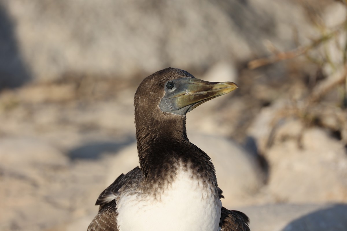 Nazca Booby - ML628067233